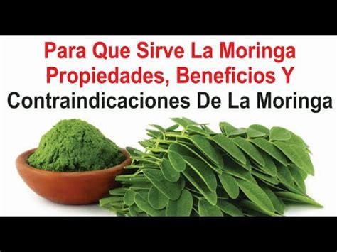 antonio de morga|moringa beneficios y contraindicaciones.